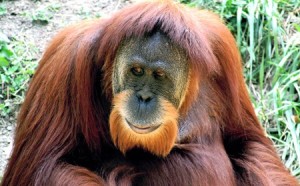 drone used to track orangutans